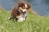 BERGER AUSTRALIEN PUPPIES 097